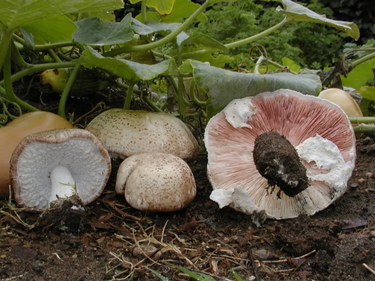 Agaricus Blazei Extract: Benefits and Bulk Buying