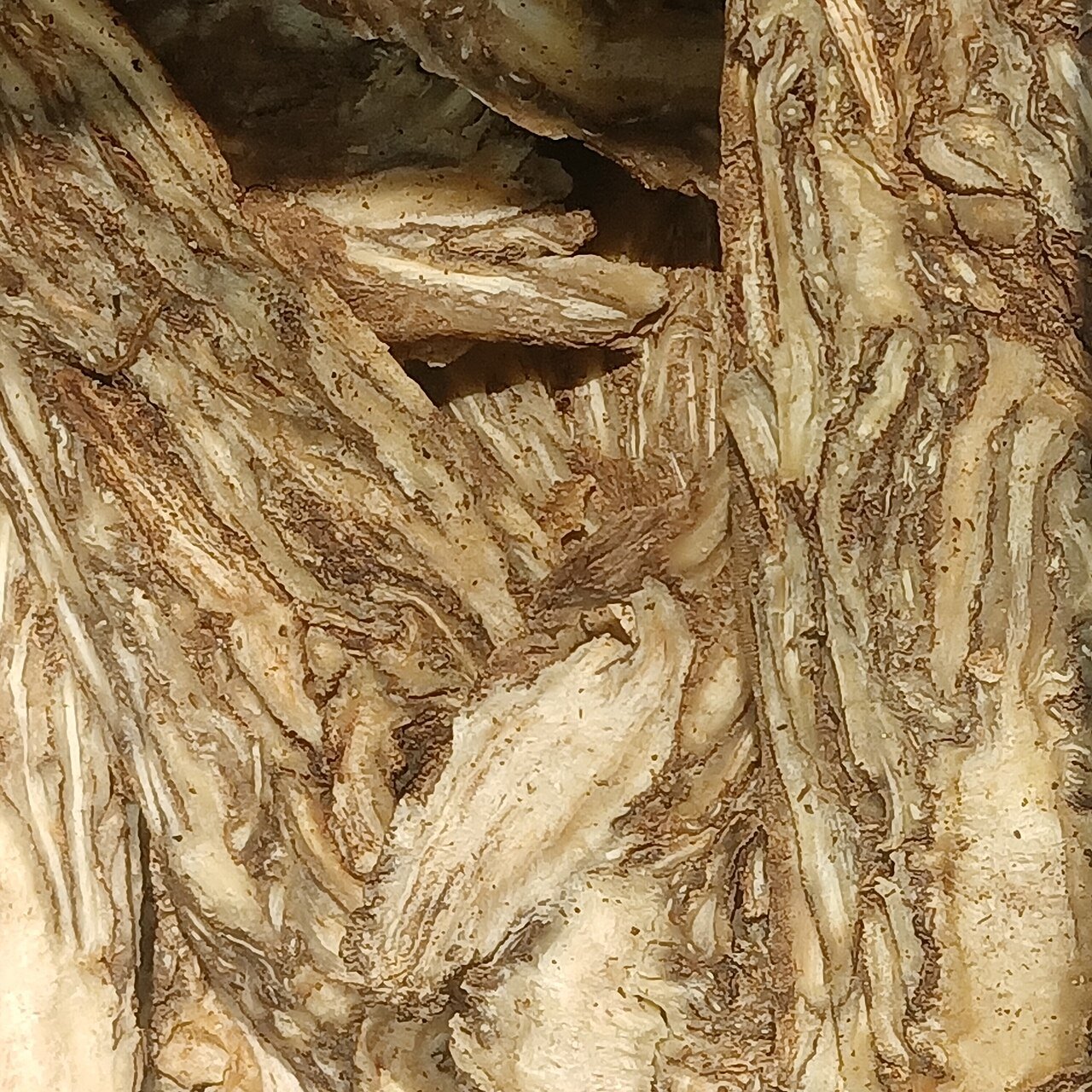 Dried botanical slices identified by the source as Angelica sinensis, or dong quai; reference material, not supplied extract.