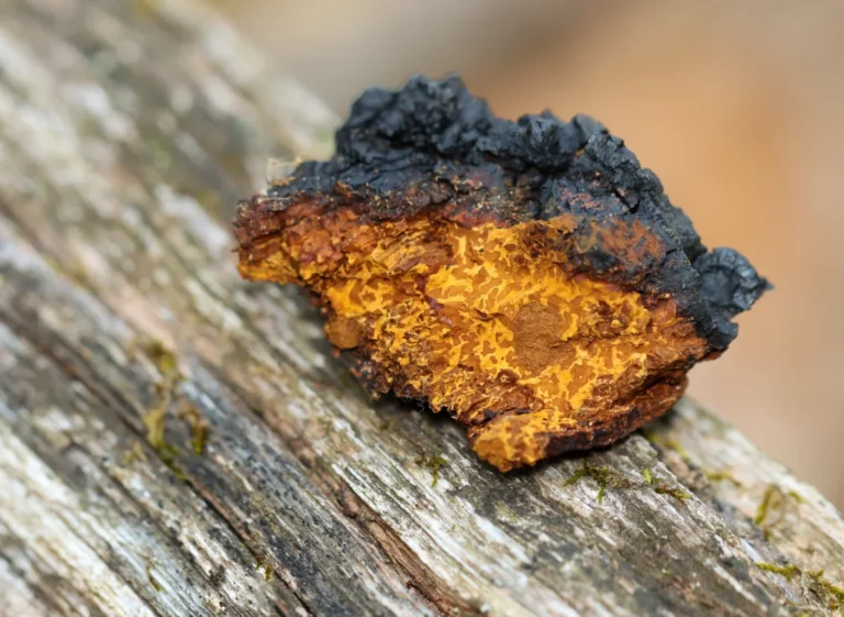Chaga Mushroom Extract: Benefits and Buying Guide