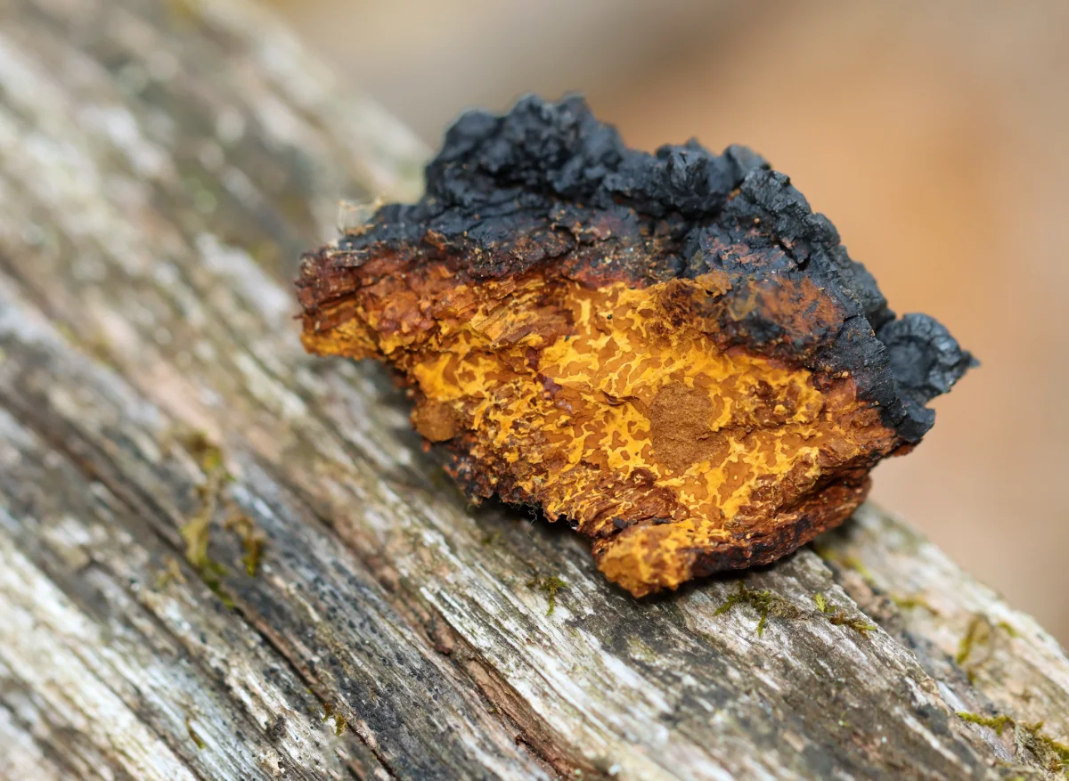 Chaga sterile conk with a cracked black exterior and orange-brown interior resting on wood.