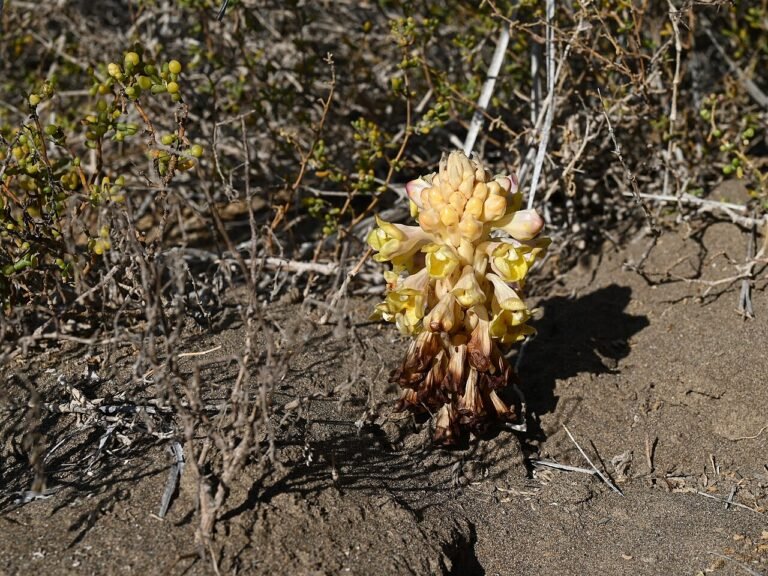 Flowering shoot identified by the source as Cistanche tubulosa growing in its habitat; botanical reference, not supplied extract.