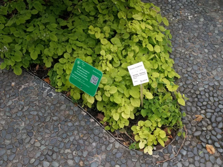 Epimedium brevicornu foliage and identification labels at Hortus botanicus Leiden; botanical reference.