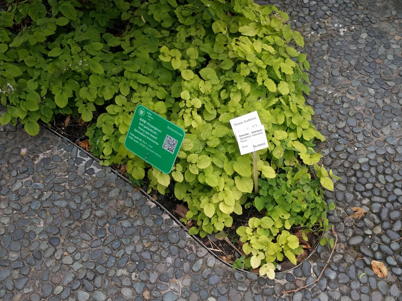 Epimedium brevicornu foliage and identification labels at Hortus botanicus Leiden; botanical reference.
