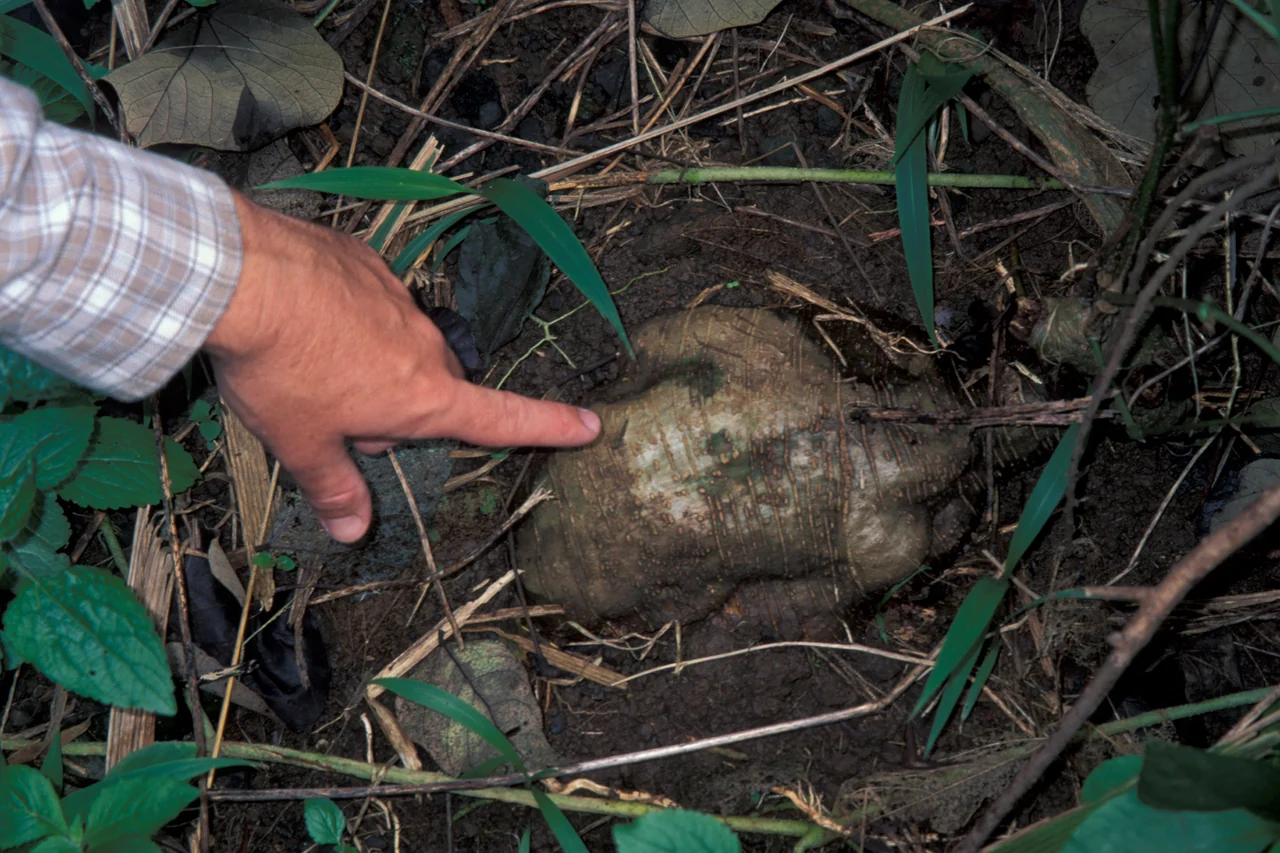 Kudzu tuberous root identified by the source as Pueraria montana var. lobata, photographed in the field.