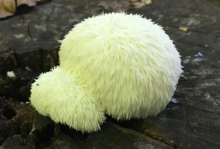 Lion’s Mane Mushroom Extract: Benefits and Uses