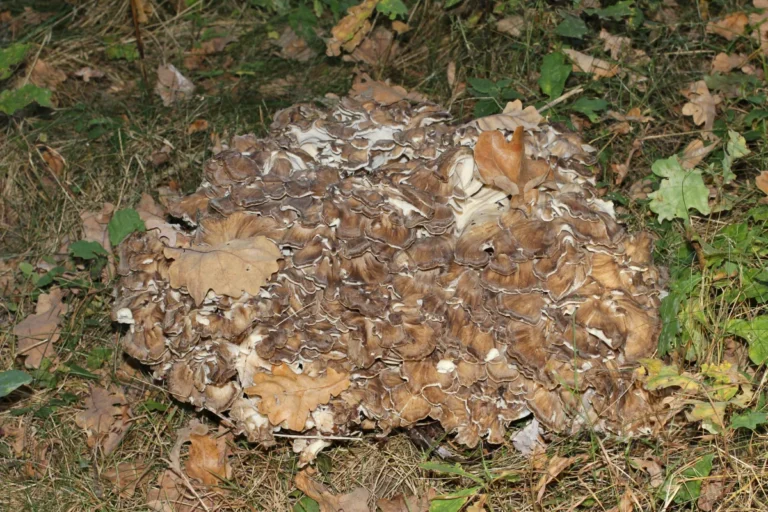 Maitake Mushroom Extract: Benefits, Ingredients and Uses