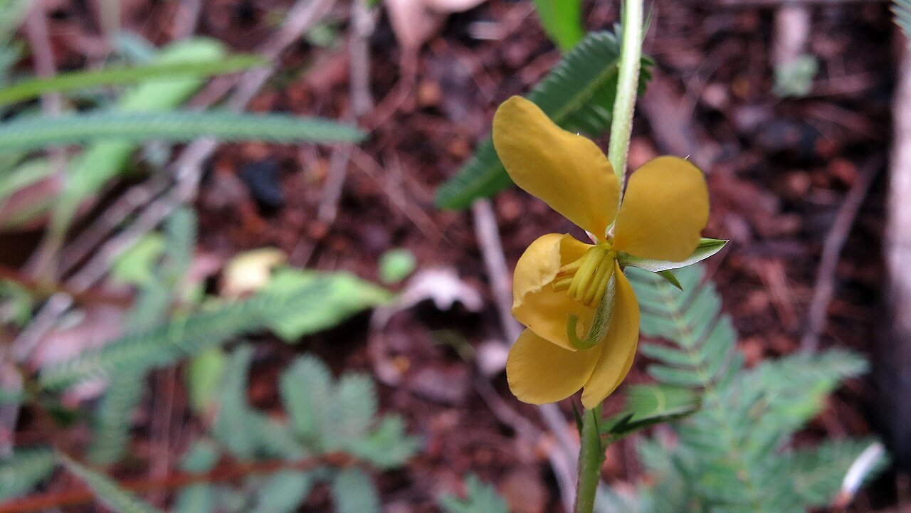 Yellow Chamaecrista nomame flower with fine pinnate leaves, shown as a botanical reference for Cassia nomame extract.