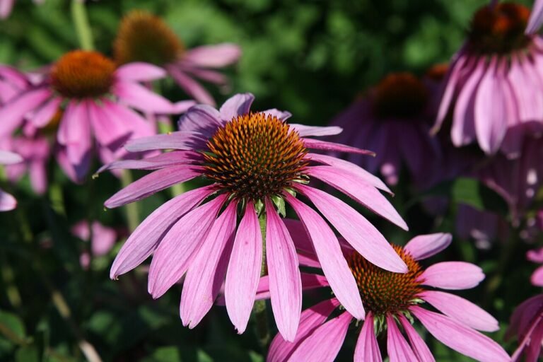 Purple flower heads of Echinacea purpurea shown as a botanical reference, not a supplied extract sample.