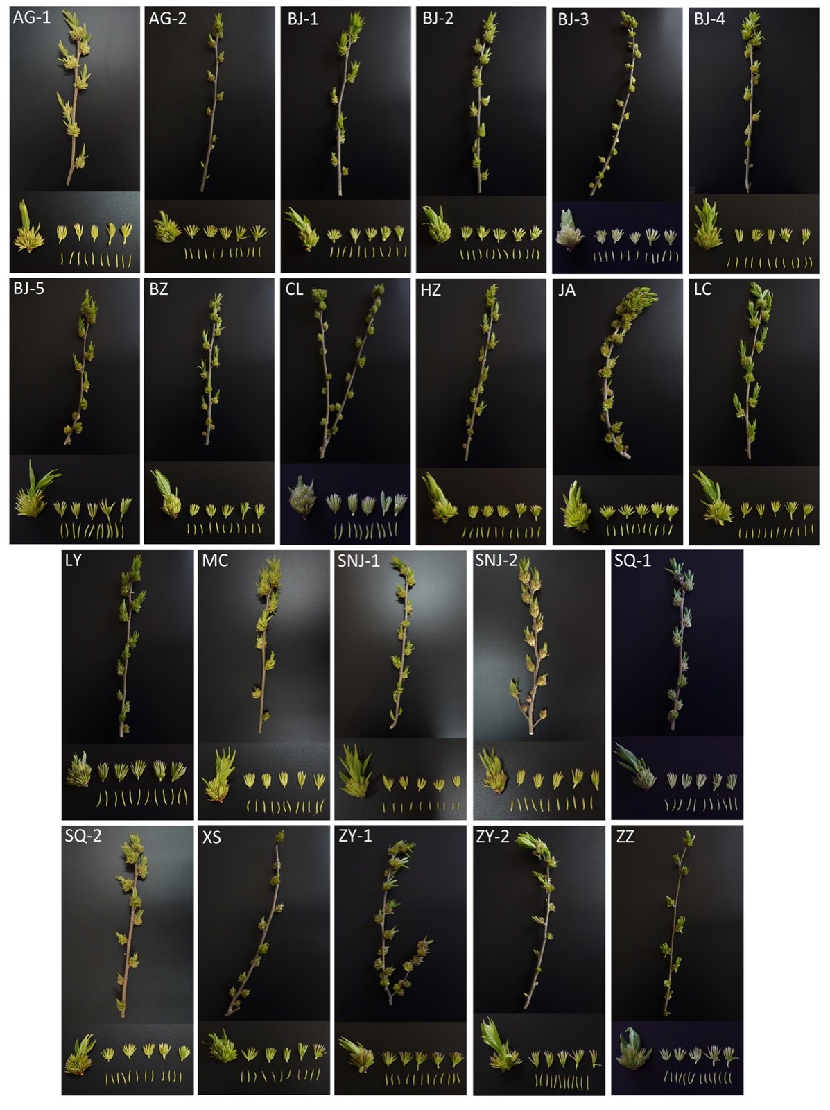 Botanical reference photographs of male Eucommia ulmoides flowering branches, inflorescences, flowers and stamens from 22 research accessions.