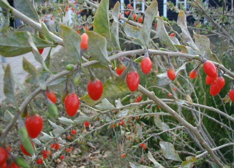 Red Lycium barbarum fruits on leafy stems, shown as a botanical reference for goji extract sourcing