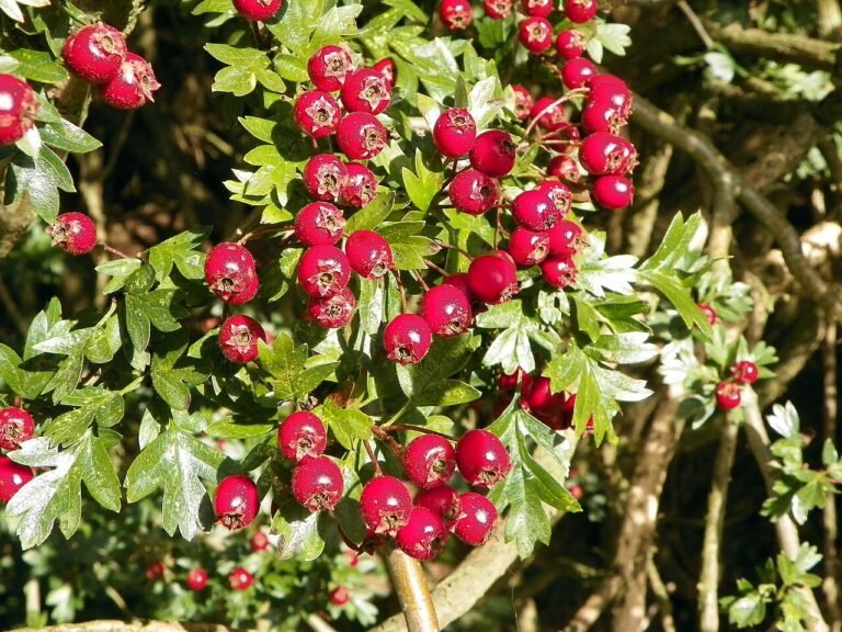 Clusters of red Crataegus monogyna fruits shown as a hawthorn botanical reference.