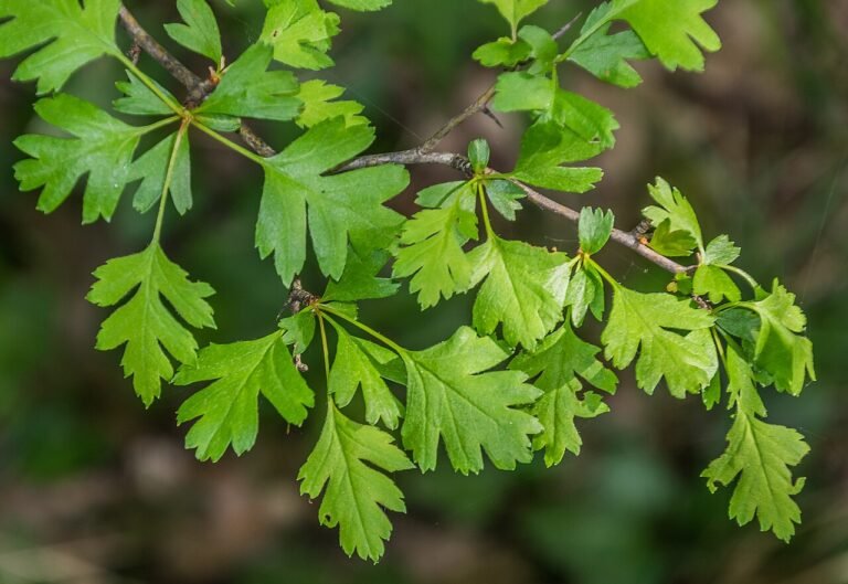 Lobed green leaves of Crataegus monogyna, a hawthorn botanical reference.