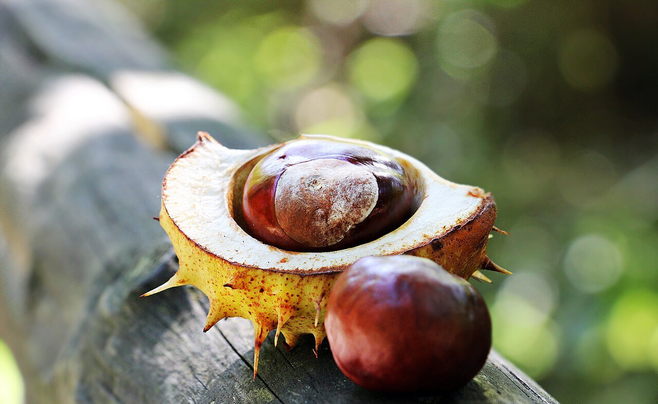 Horse chestnut seeds and an open spiny fruit capsule, shown as a botanical reference.