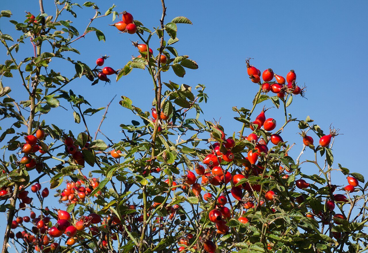 Red Rosa canina hips on branches in autumn, shown as a botanical reference.