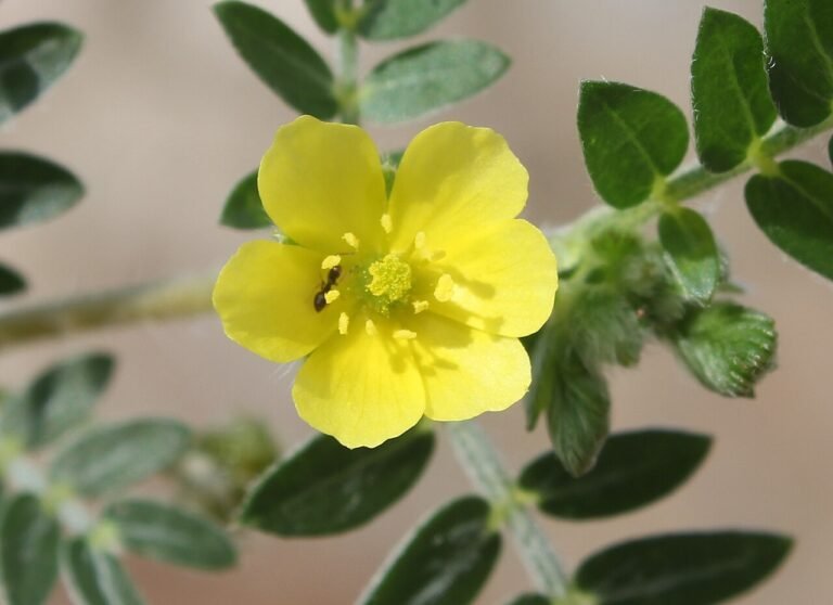 Yellow Tribulus terrestris flower and green pinnate leaves, shown as a botanical reference for Tribulus extract.