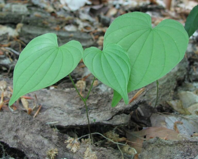 Dioscorea villosa heart-shaped leaves in woodland, shown as a botanical reference