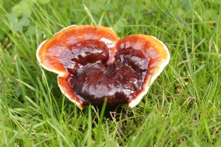 Reishi Mushroom Extract: Benefits, Features and Uses