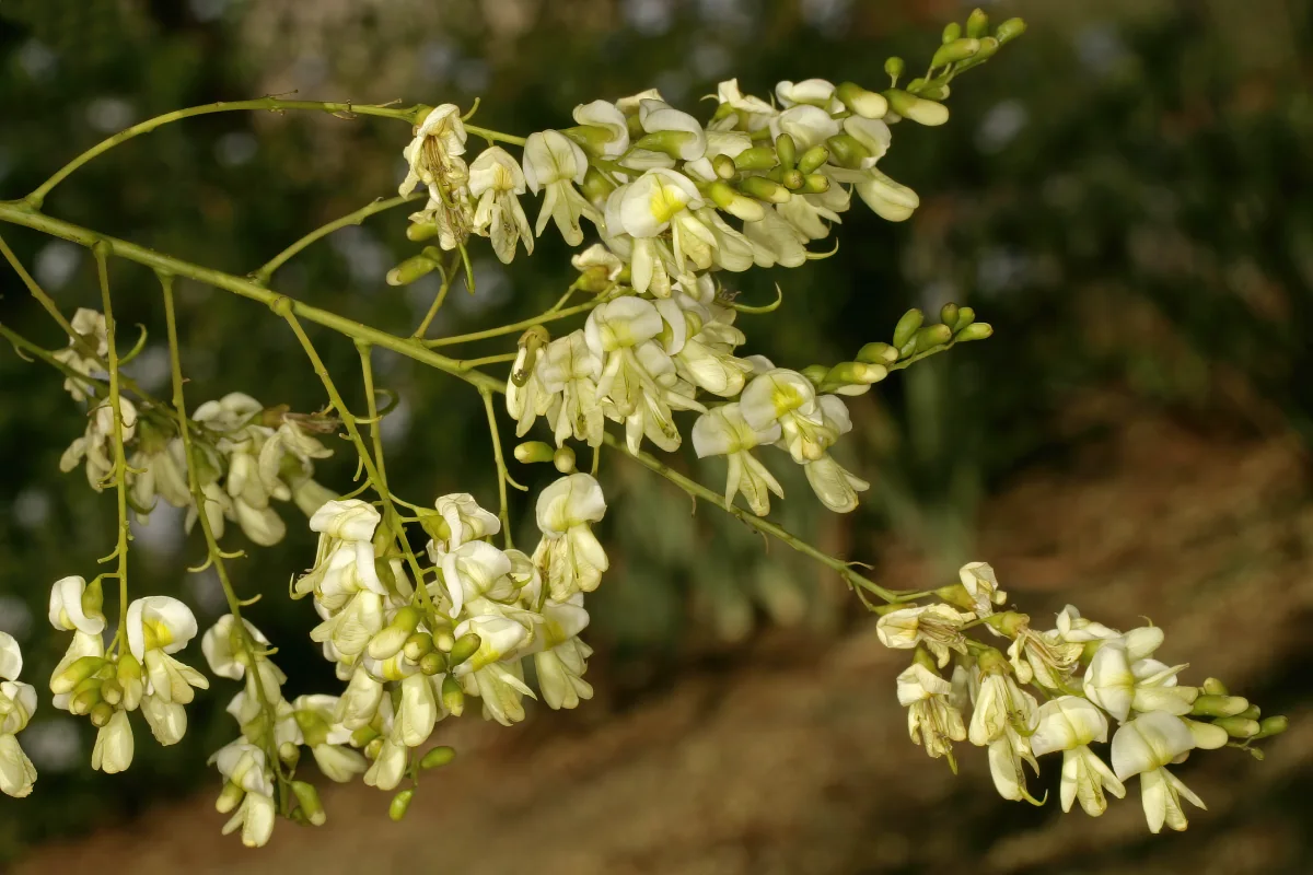Cream-coloured flowers and green buds of Styphnolobium japonicum, also called Sophora japonica; botanical reference for rutin.