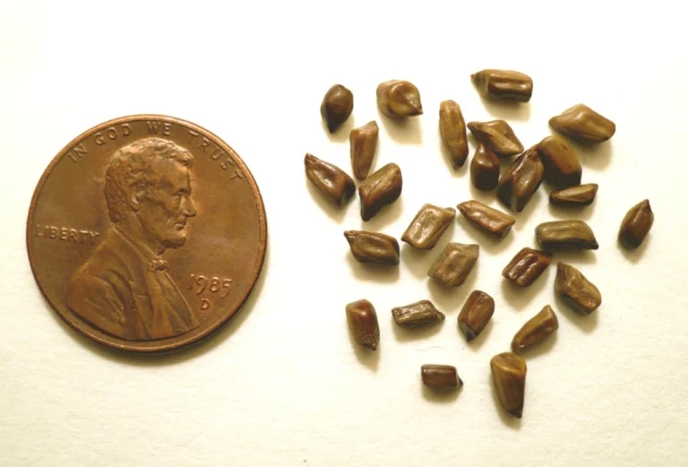 Dried Senna obtusifolia seeds beside a US penny for scale; botanical reference.