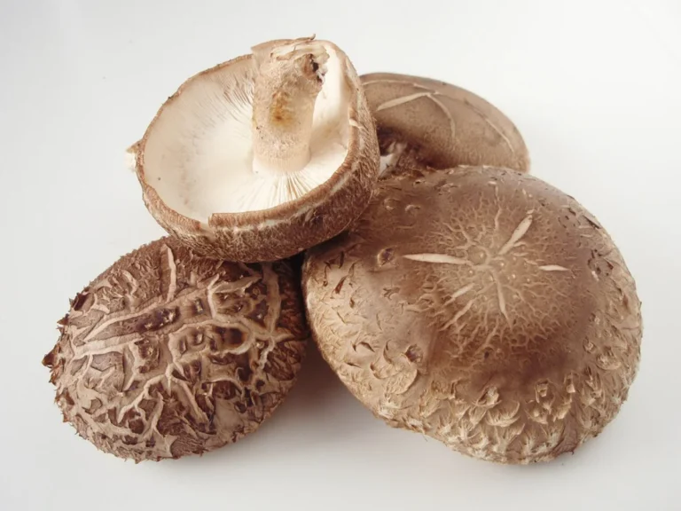 Shiitake Mushroom Extract: Benefits and Uses