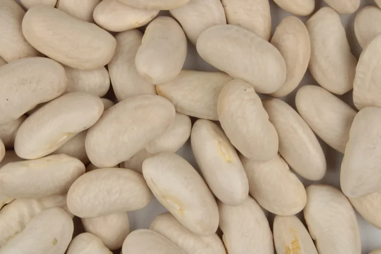 Uncooked Cannellini white kidney bean seeds identified by the source; botanical reference, not the offered extract.