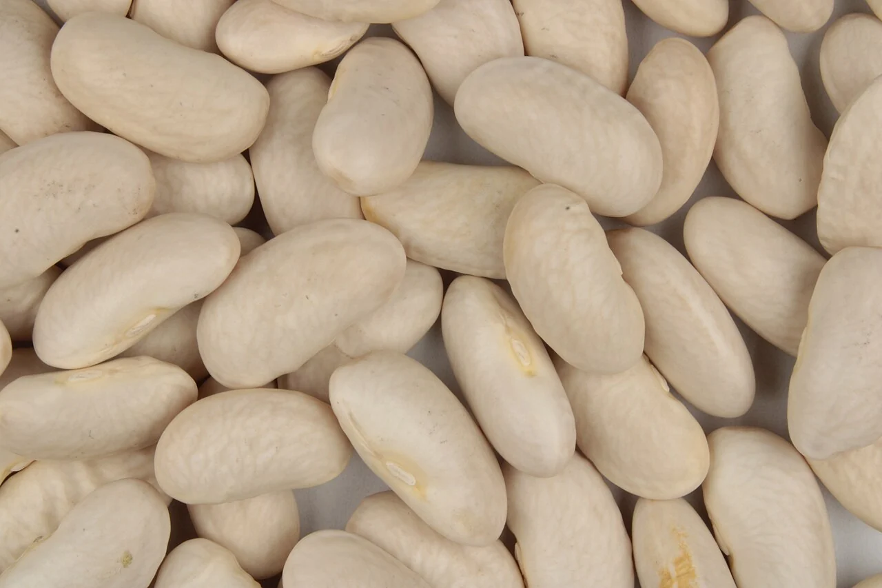 Uncooked Cannellini white kidney bean seeds identified by the source; botanical reference, not the offered extract.