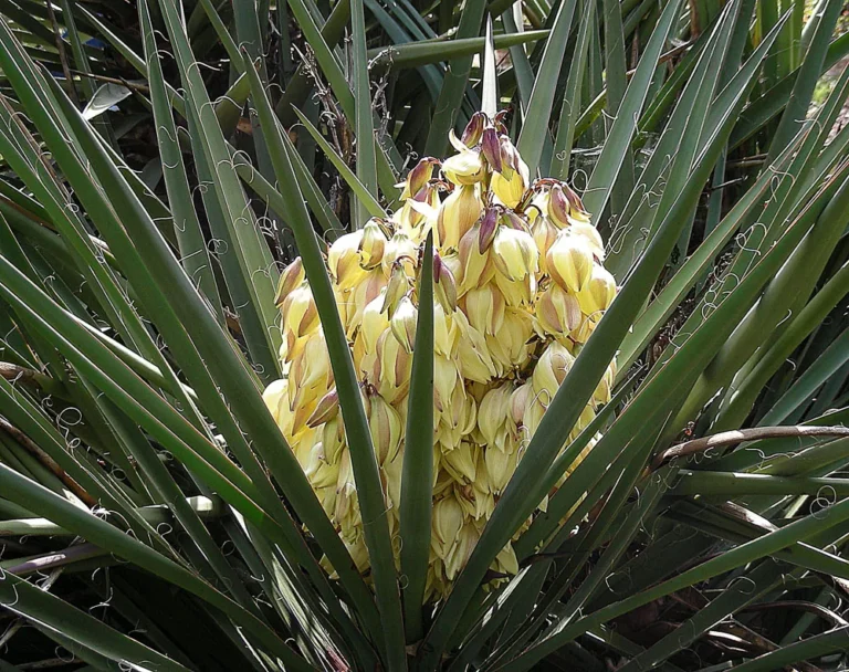 Yucca schidigera foliage and cream-coloured flowers at Tilden Park Gardens; botanical reference.